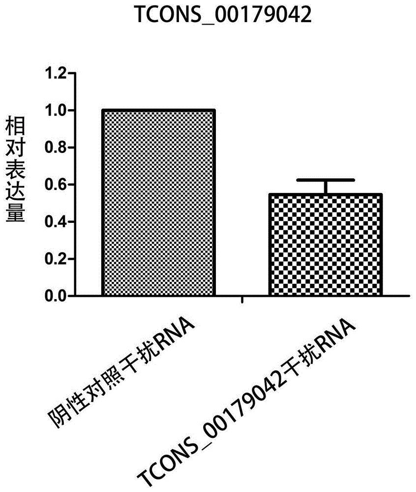 一种PRRSV感染相关的lncRNA及其siRNA在抑制病毒复制中的应用