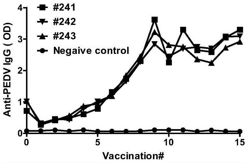 一种利用单个B细胞PCR技术生产全猪源单克隆抗体的方法