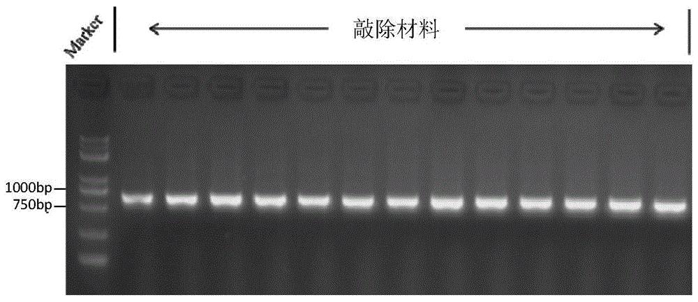 水稻转录因子基因OsBEAR1在培育胚芽鞘增长或适于田间直播的水稻品种中的应用