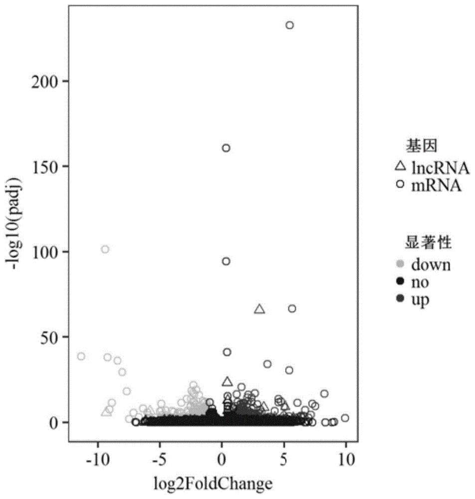 一种猪肌内脂肪组织提取的新lncRNA及其应用