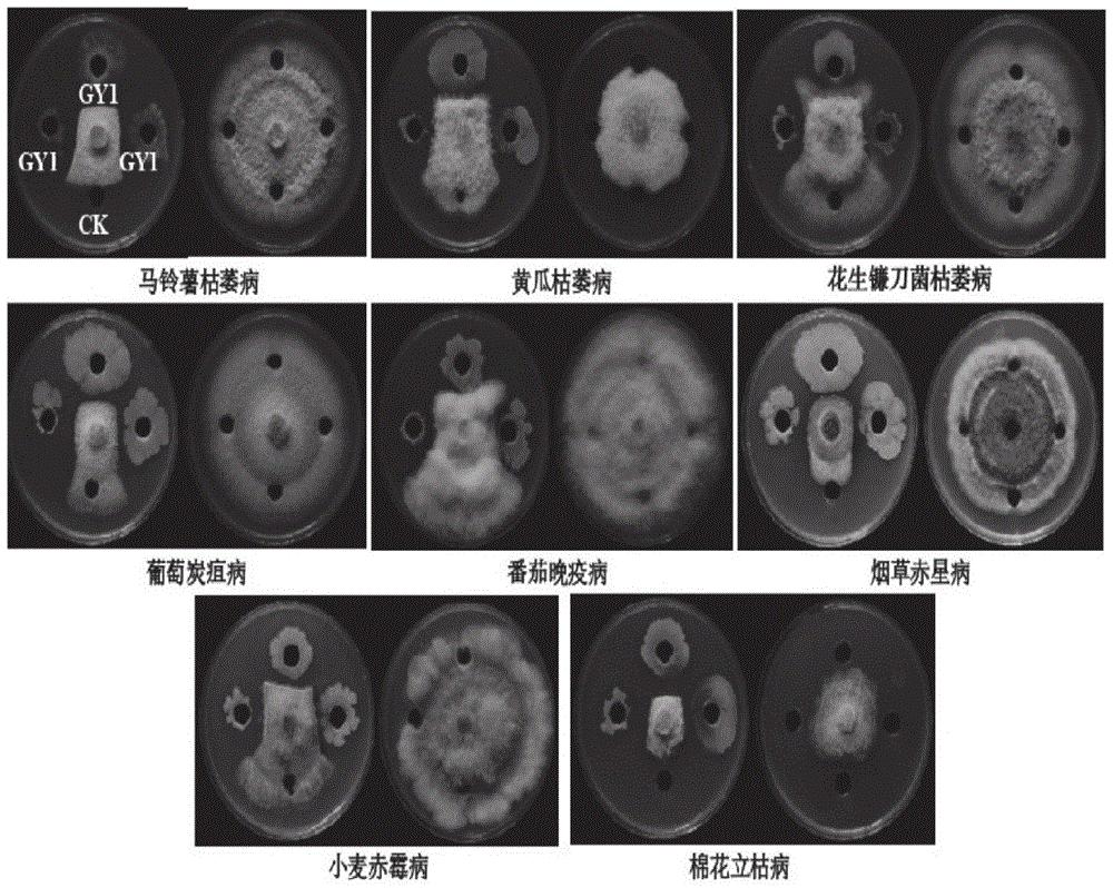 一株贝莱斯芽孢杆菌及其菌剂与应用