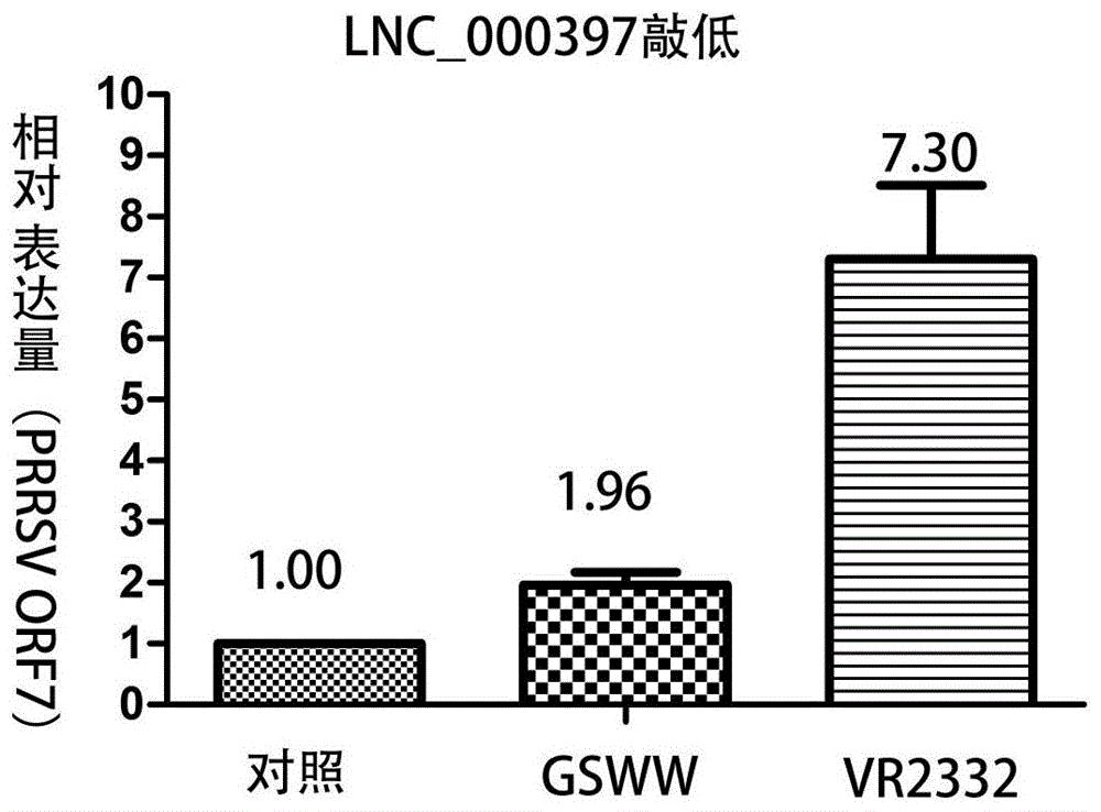一种抑制猪繁殖与呼吸综合征病毒的长链非编码RNA