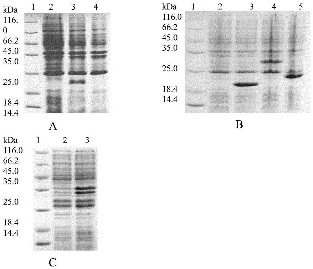 一种多肽抗原检测猪旋毛虫抗体的试剂盒及其检测方法