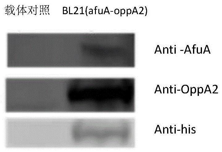 一种具有免疫保护性的副猪嗜血杆菌融合蛋白AfuA-OppA2