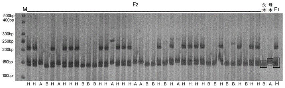 一种鉴定甜瓜雌花着生部位InDel分子标记及其引物和应用