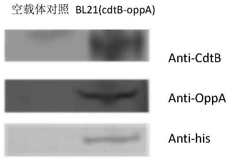 一种具有免疫保护性的副猪嗜血杆菌融合蛋白CdtB-OppA