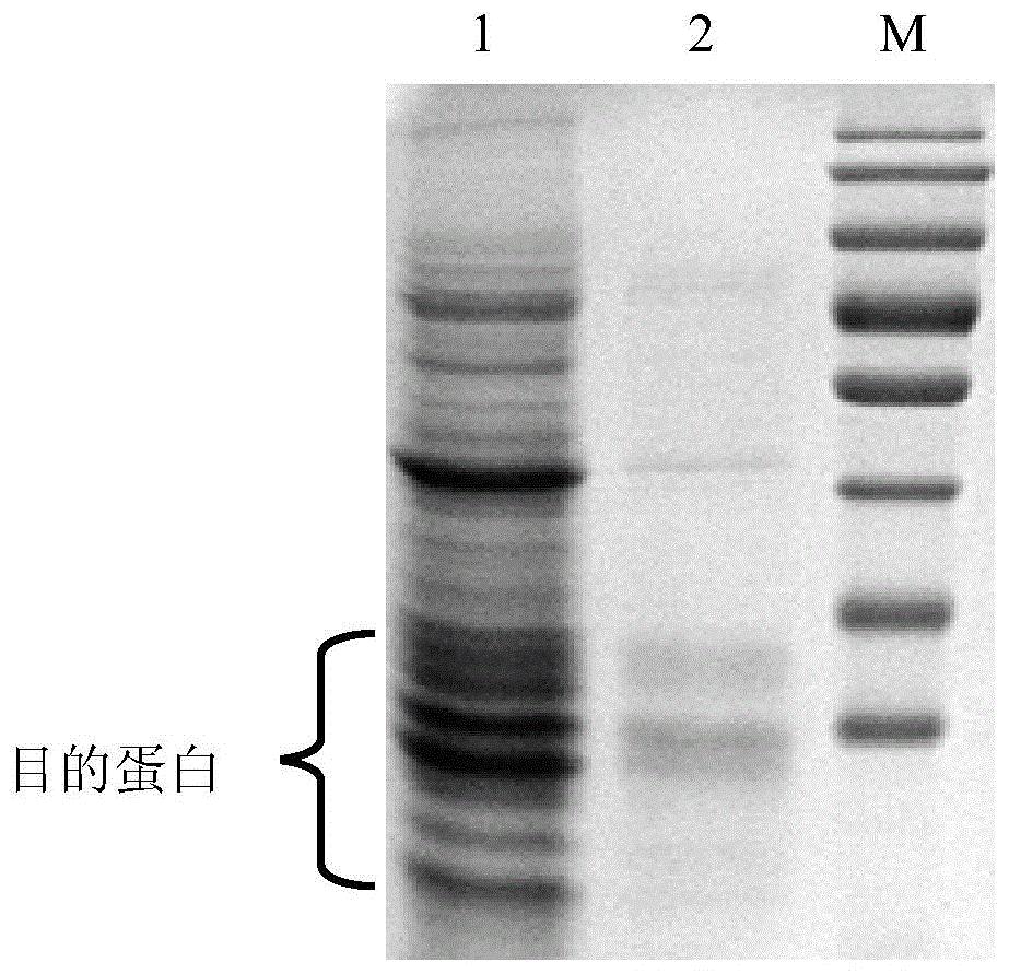 一种胸腺素α1-猪干扰素α融合蛋白基因及其重组蛋白的制备方法