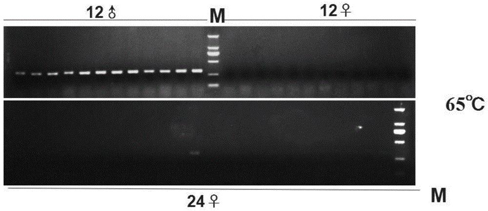 软枣猕猴桃幼苗性别早期鉴定分子标记及其应用