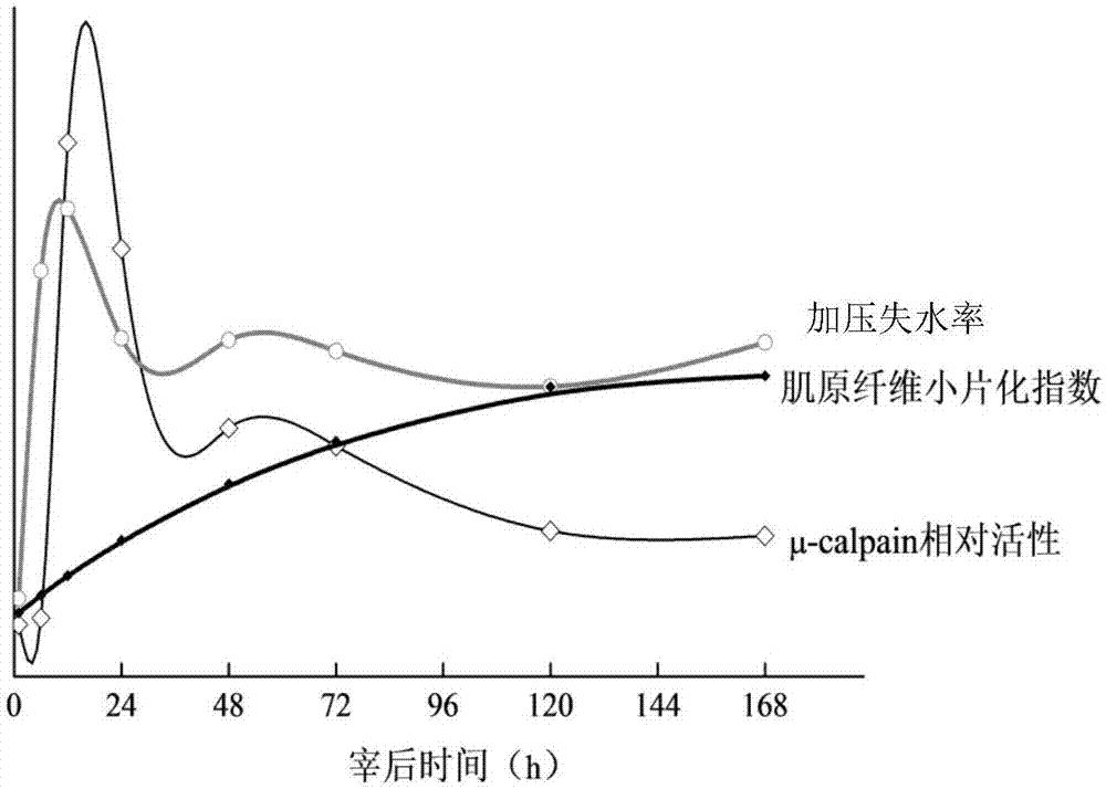基于μ-calpain活性判断肌肉最佳成熟度的方法