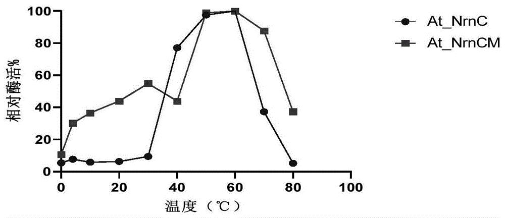 核酸酶At_NrnCM及其编码基因与应用