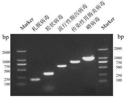 一种猪病毒性腹泻病毒5重RT-PCR检测试剂盒
