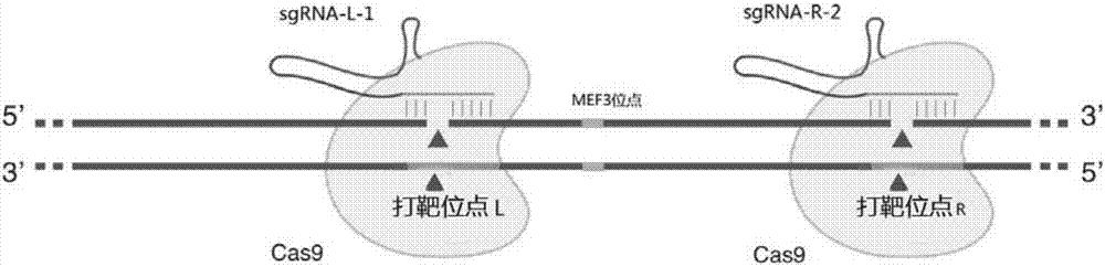 一对特异性识别猪MSTN基因启动子的sgRNA及其编码DNA与应用