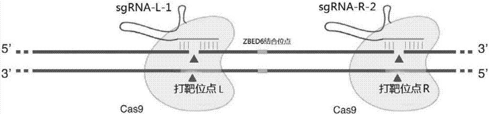 一对特异性识别猪IGF2基因内含子的sgRNA及其编码DNA与应用