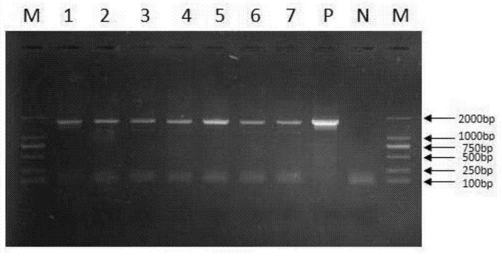 猪源附红细胞体荧光定量PCR检测试剂盒及其应用