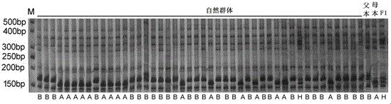 西瓜肉色主效基因及其InDel分子标记和应用