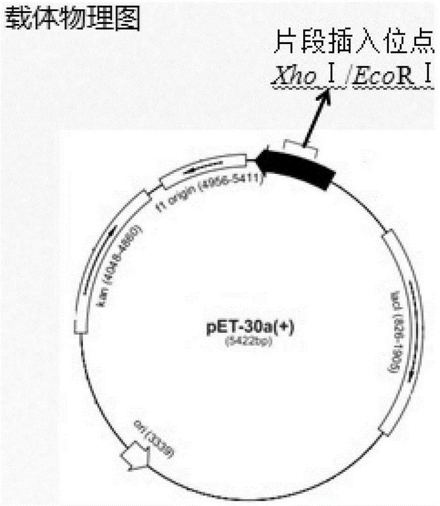 含有副猪嗜血杆菌OppA重组蛋白抗原的副猪嗜血杆菌病正向间接血凝诊断试剂及其制备方法
