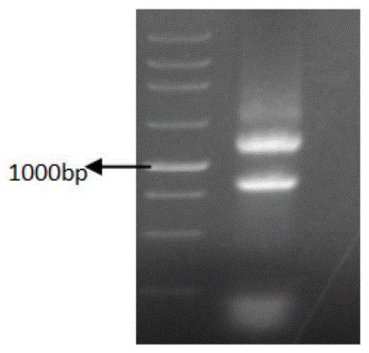 一种木霉菌疏水蛋白Thfb6及其菌株、植物ISR激发子及激发方法