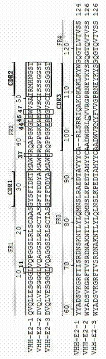双峰驼源抗猪瘟兔化弱毒疫苗株E2抗原重链抗体VHH和用途