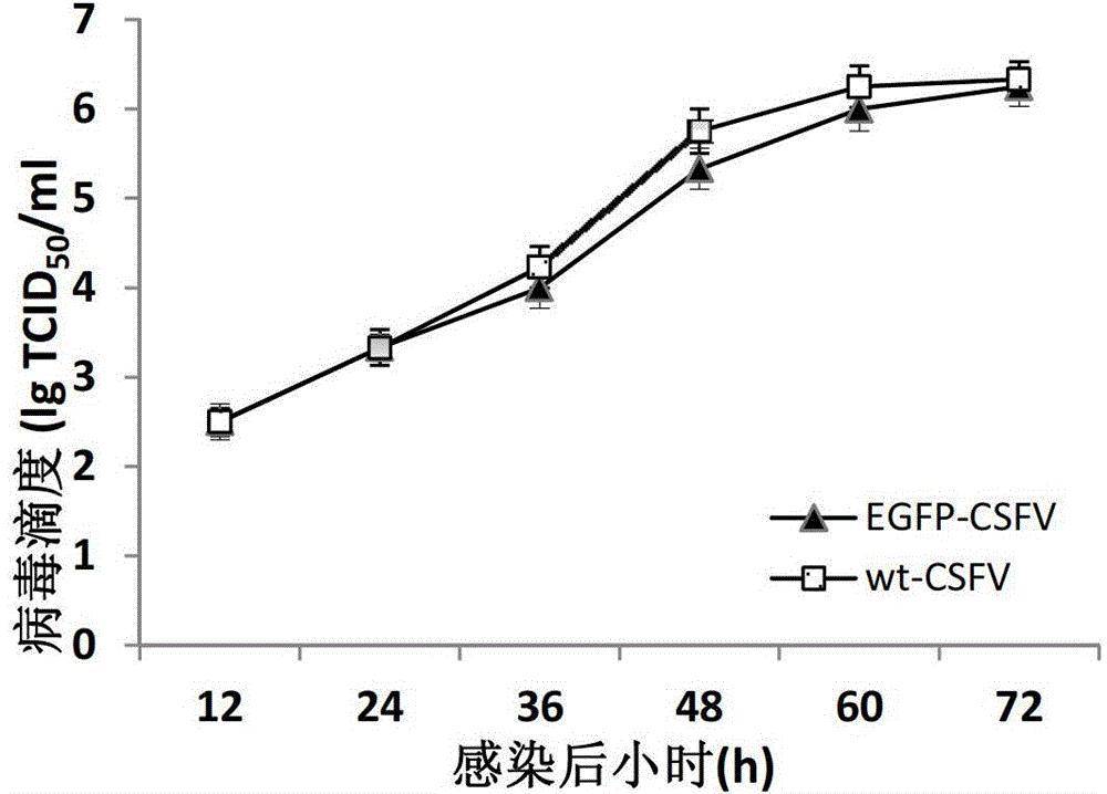 绿色荧光蛋白标记的重组猪瘟病毒及其拯救方法和应用