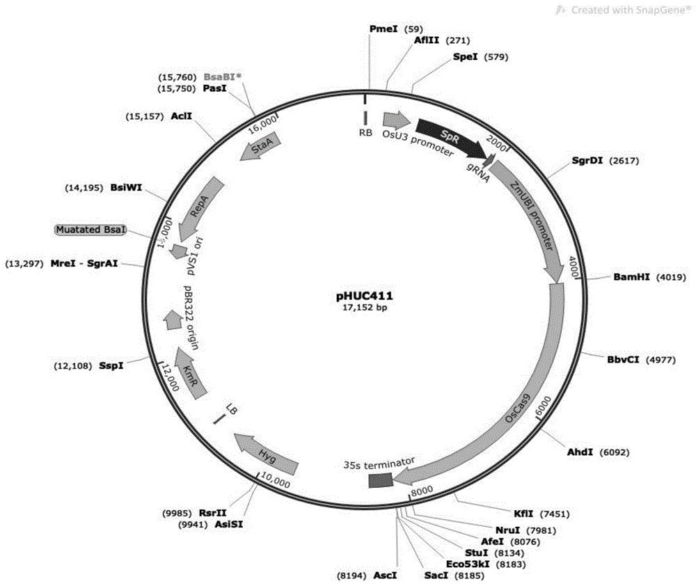 一种豌豆CRISPR/Cas9基因编辑载体、基因编辑系统及基因编辑方法