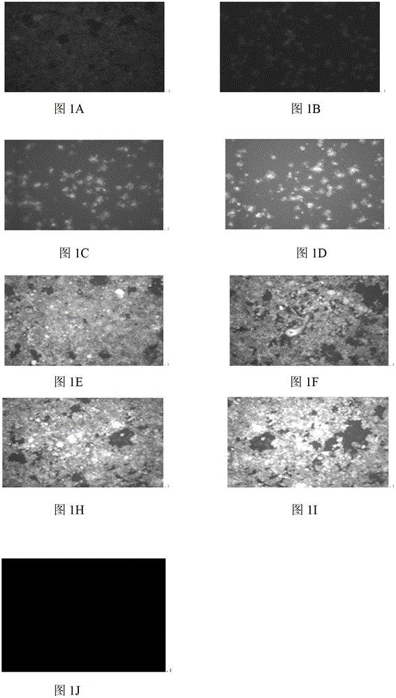 猪细小病毒BQ-C株及其在制备猪细小病毒灭活疫苗中的应用