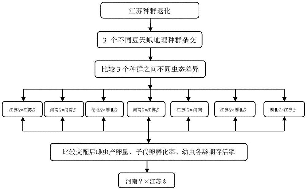 一种不同豆天蛾地理种群之间杂交的方法