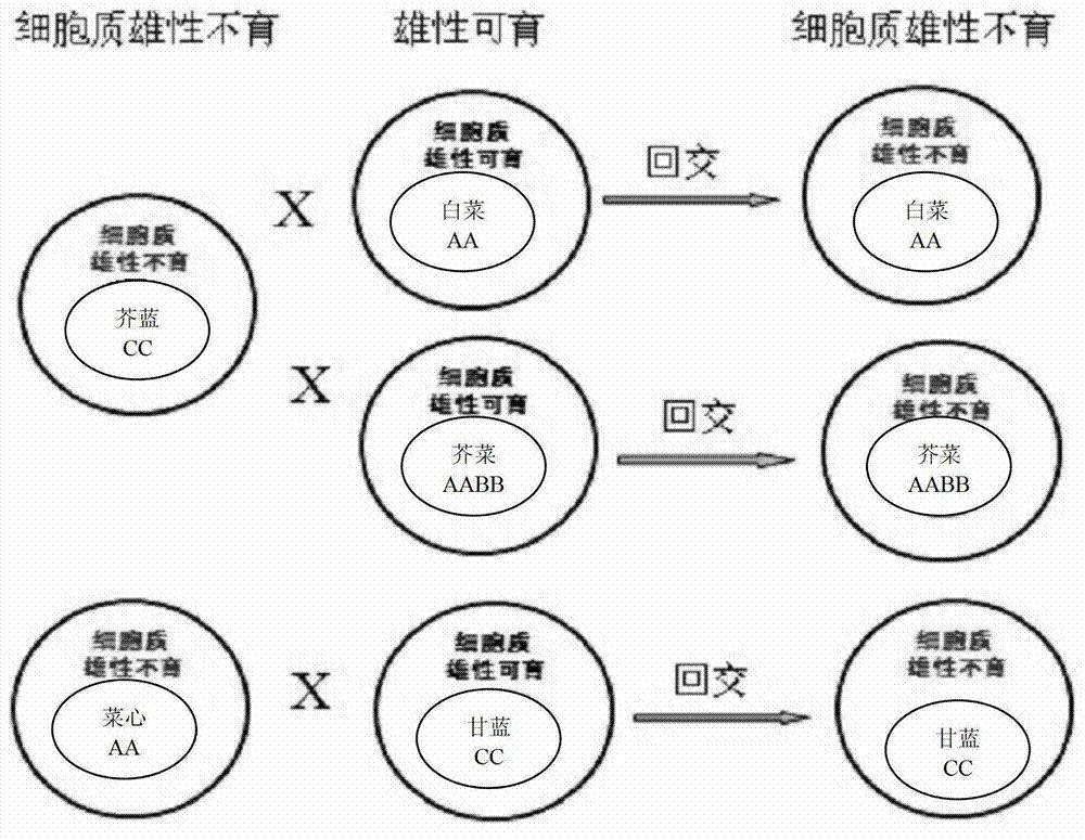 一种快速转育芸薹属蔬菜细胞质雄性不育系的方法