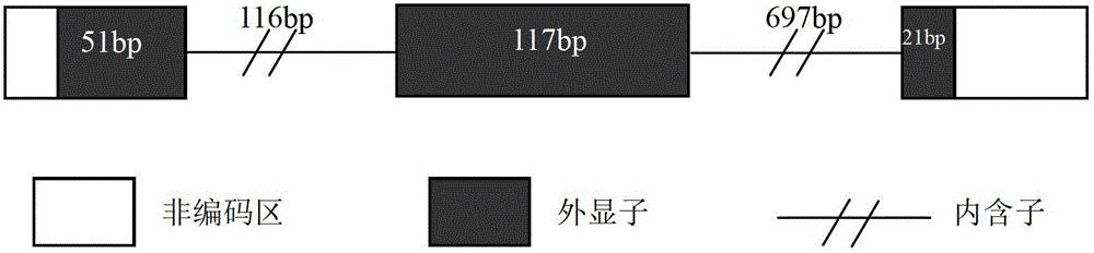 一种新型防御素BD2及其基因和应用