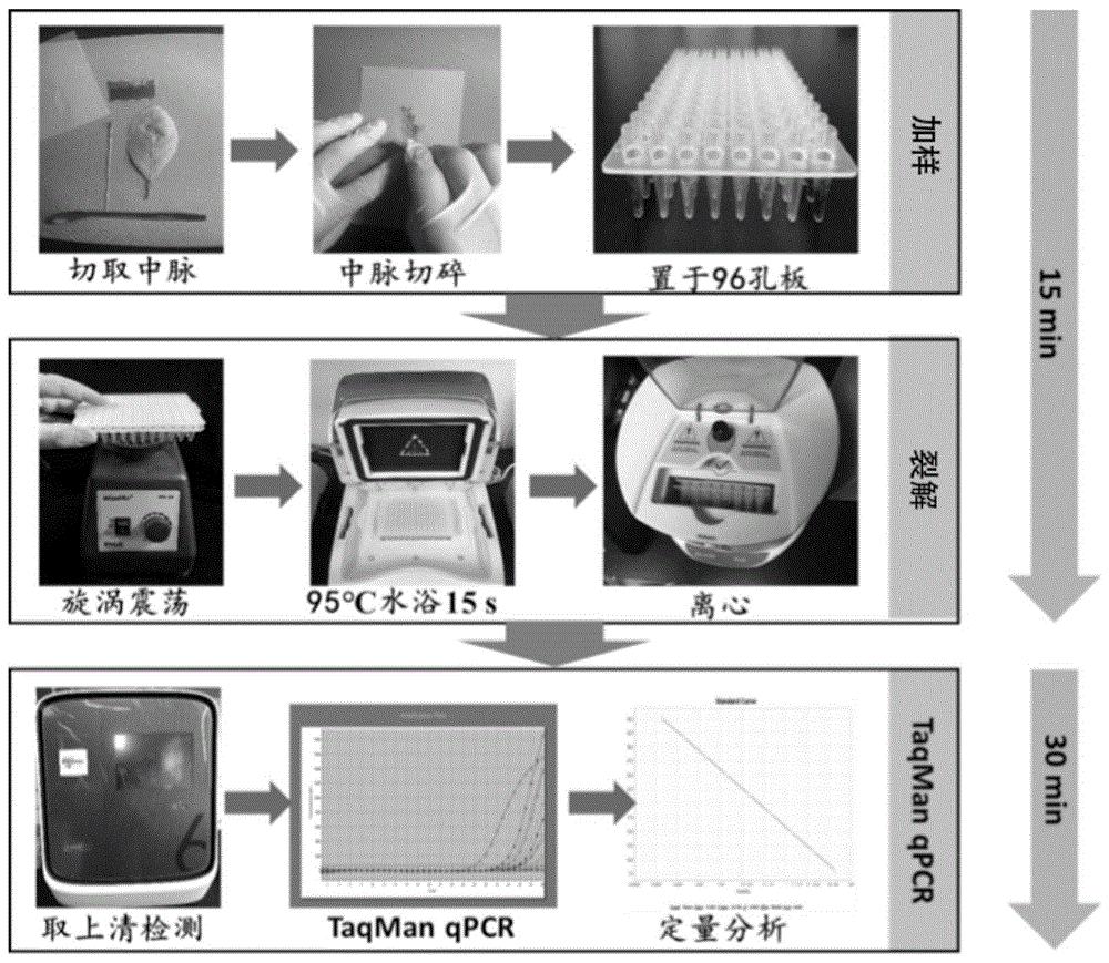 柑橘叶片DNA快速提取方法及其在柑橘黄龙病检测中的应用