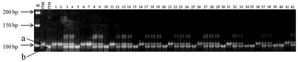 水稻孕穗期耐冷基因qCT3.12FAZ的分子标记及应用