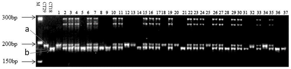 水稻孕穗期耐冷基因qCT6.7DOD的分子标记及应用