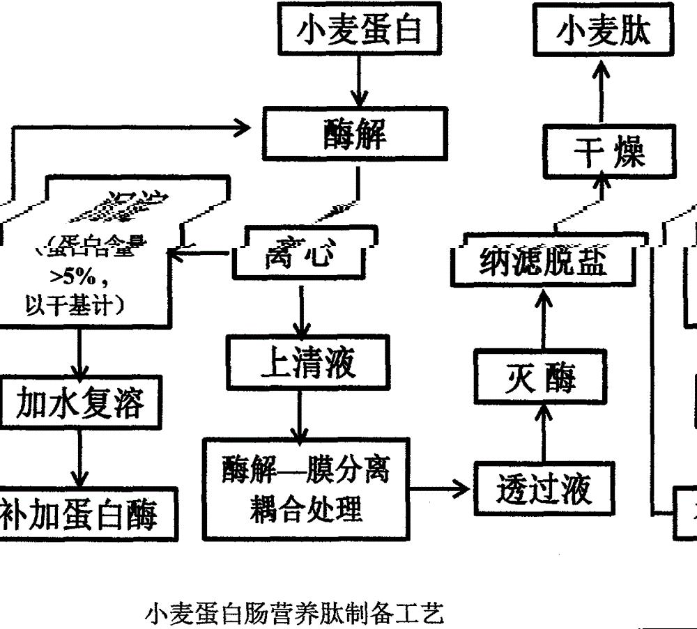 一种利用小麦蛋白制备肠营养肽的方法