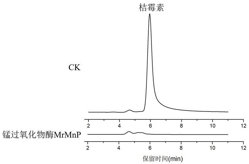 锰过氧化物酶用于降解桔霉素的应用及方法