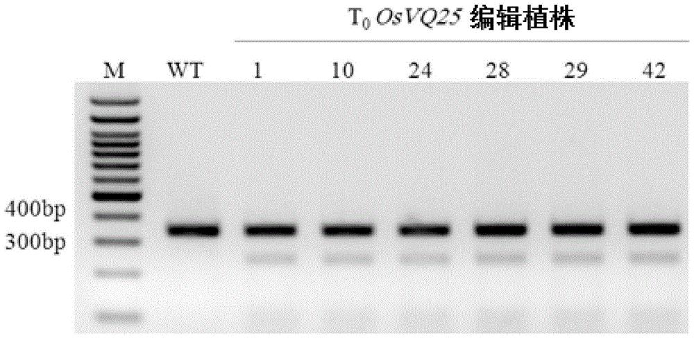 一种通过基因组编辑提高水稻抗病性的方法及其使用的sgRNA