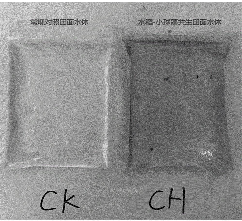 一种促进秸秆腐解的水稻-水藻共生管理方法