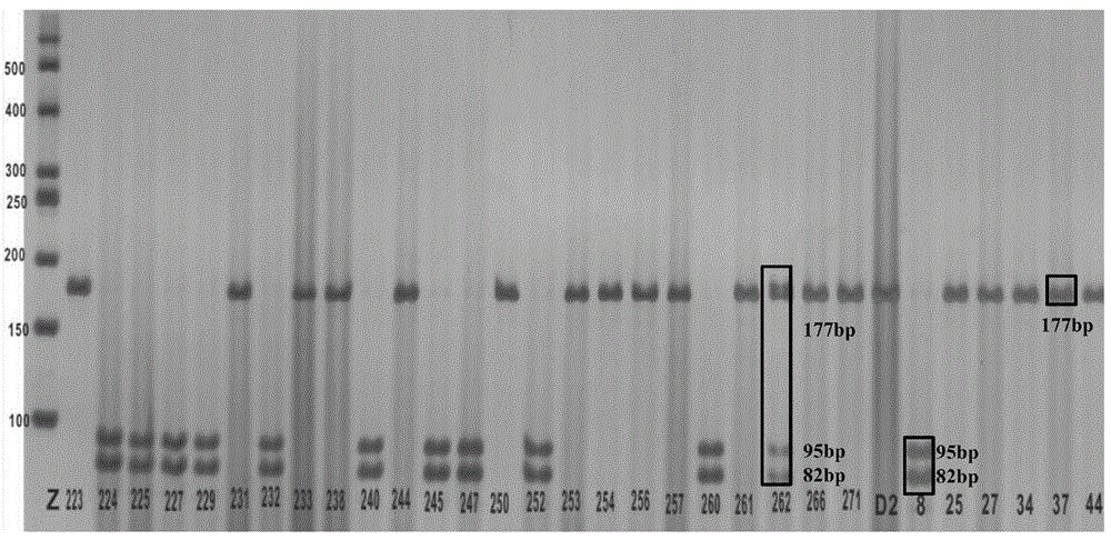 西瓜网纹果皮覆纹特征SNP位点、其CAPS分子标记、引物及应用